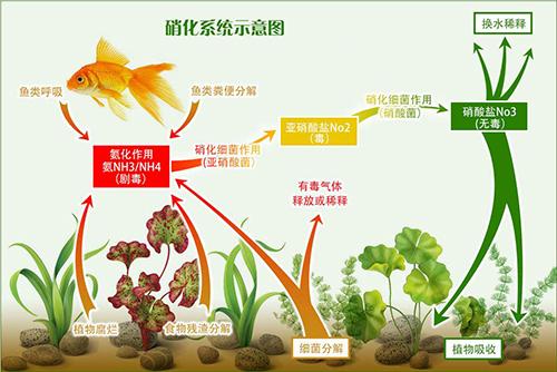 新鱼缸不要着急养鱼,硝化系统建立是关键