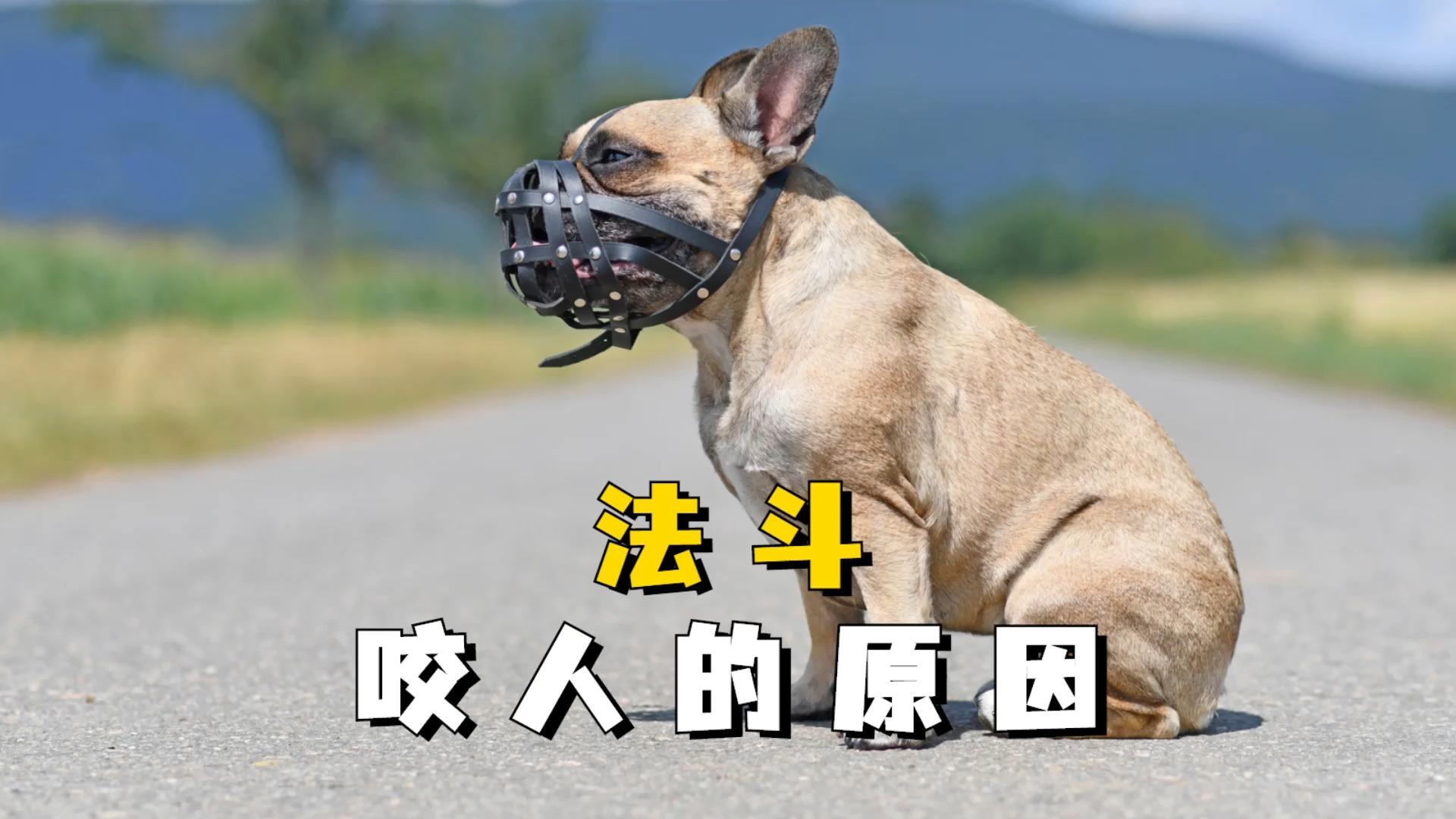 ​ 分享 ​ 收藏 ​ 喜欢 ​ 举报 法国斗牛犬 狗狗咬人 宠率