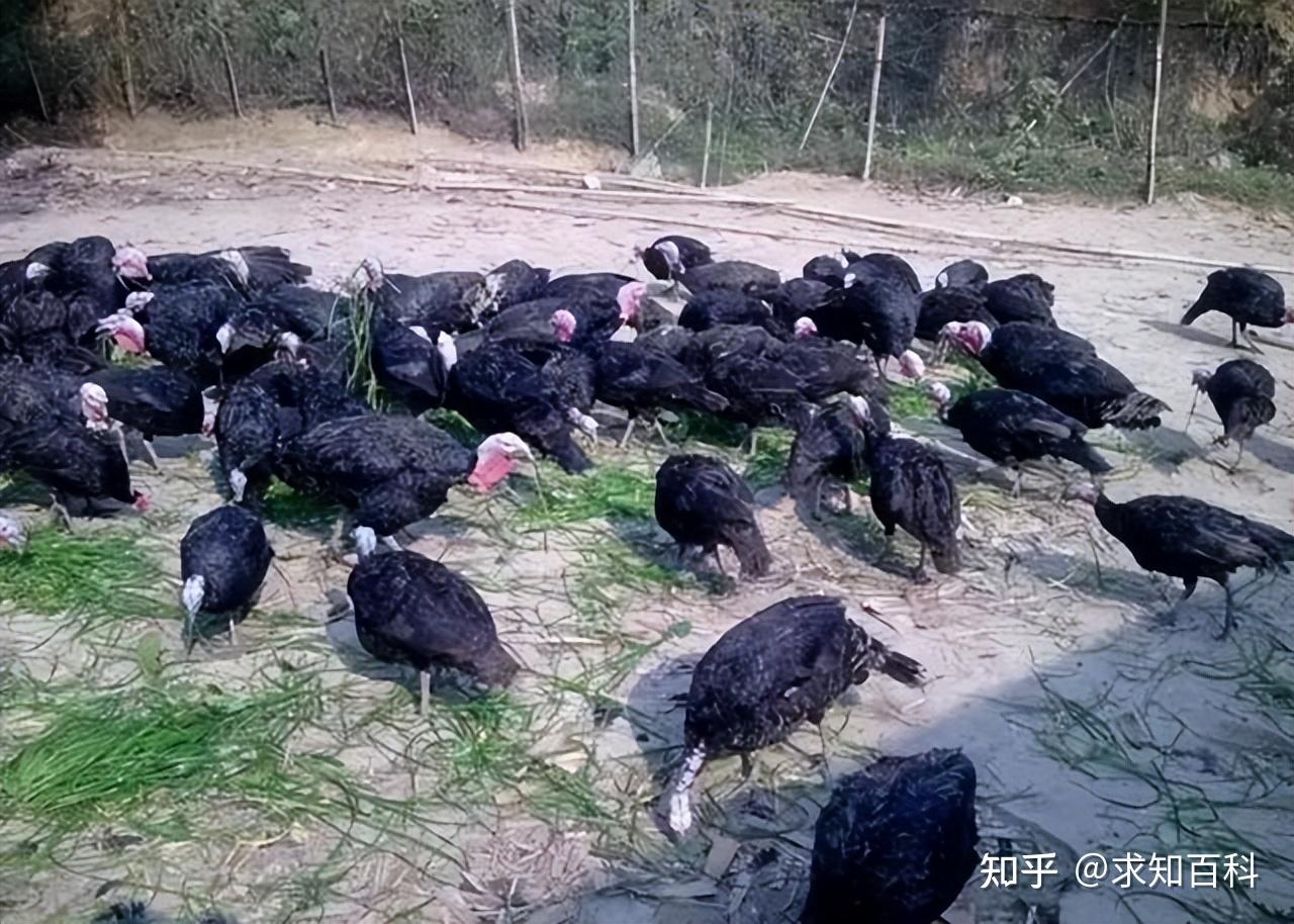 被西方推崇的火鸡,为何在中国却无人问津?连养的人都很少? - 知乎