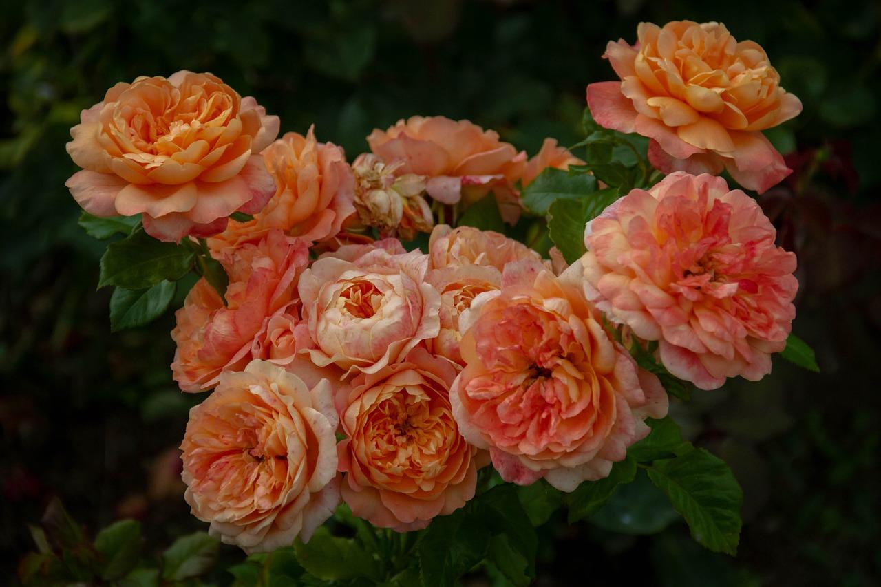 玫瑰花什么时间移植好