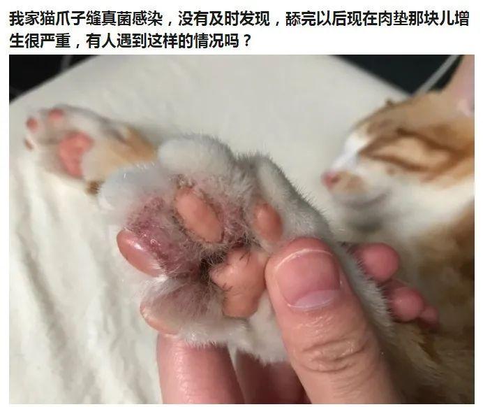 你亲猫咪jiojio的时候其实是在吃它的屎