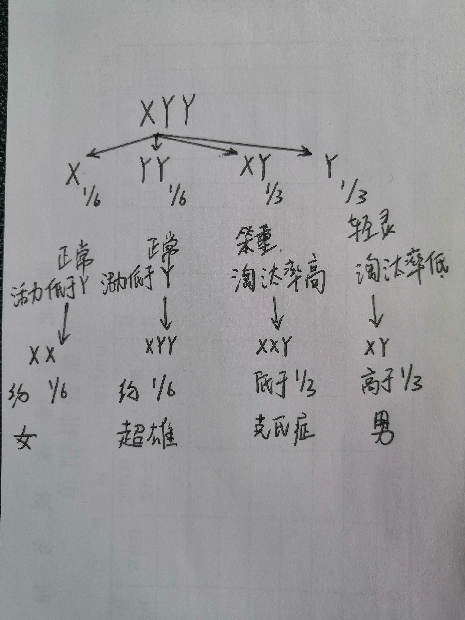 超雄綜合徵(xyy)的子代為男性的幾率是否為66.7%? - 知乎