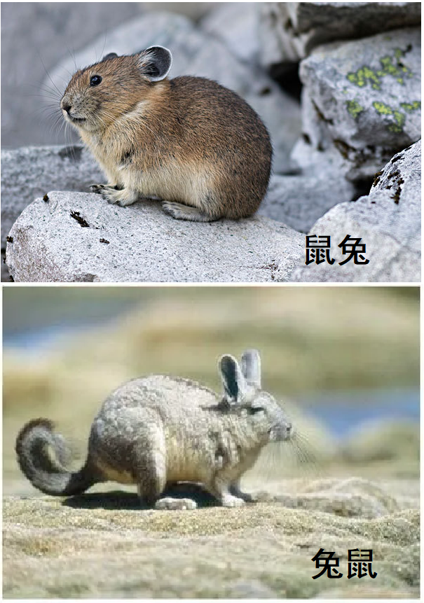 有什么动物长相极为相似却不属于同一目? - 知乎