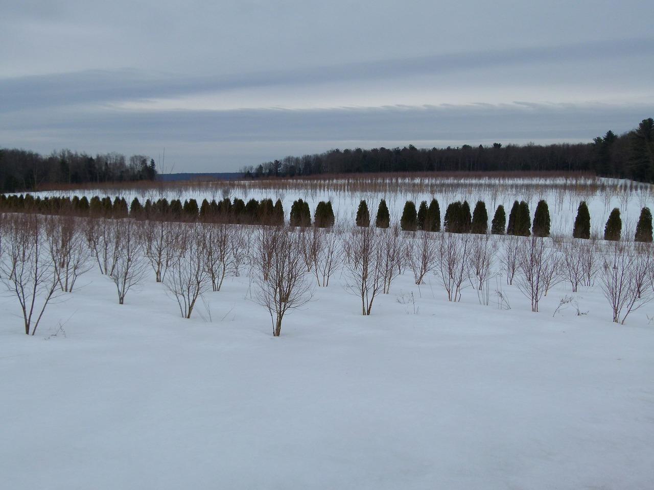 林场小区怎么样