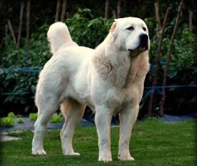 世界上著名的二十种超大型狗，你认识多少？ - 知乎