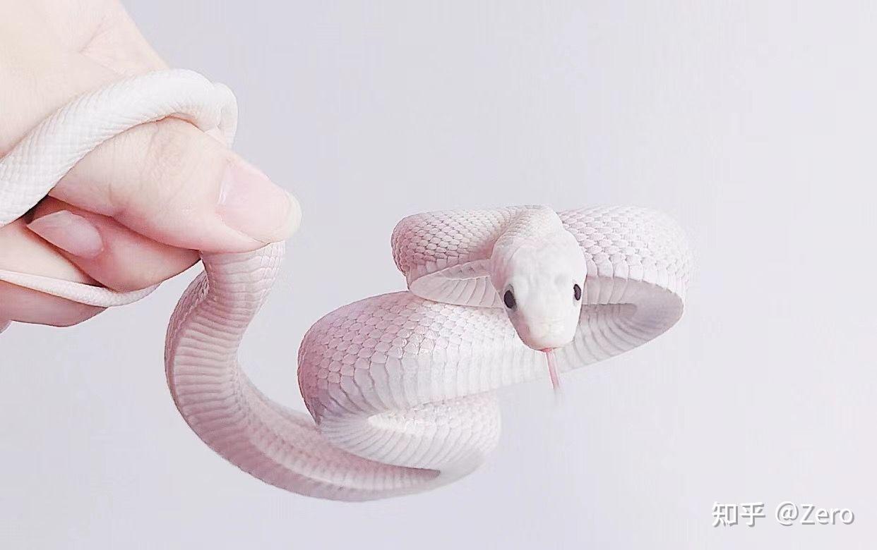 哪里能买到宠物白蛇. - 知乎