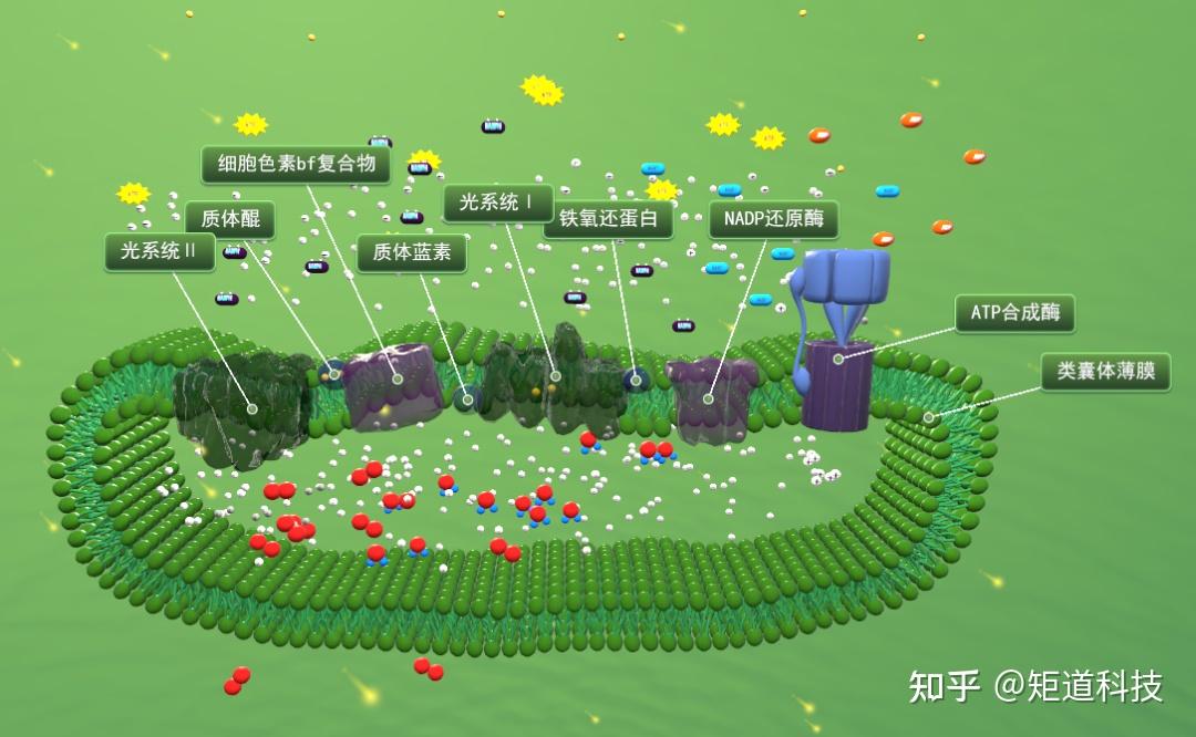 【高考】生物高考真题解析——光合作用专题 - 知乎