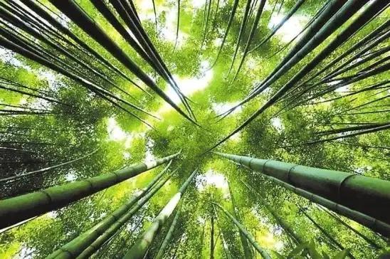 如何发挥竹产业潜在价值? - 知乎