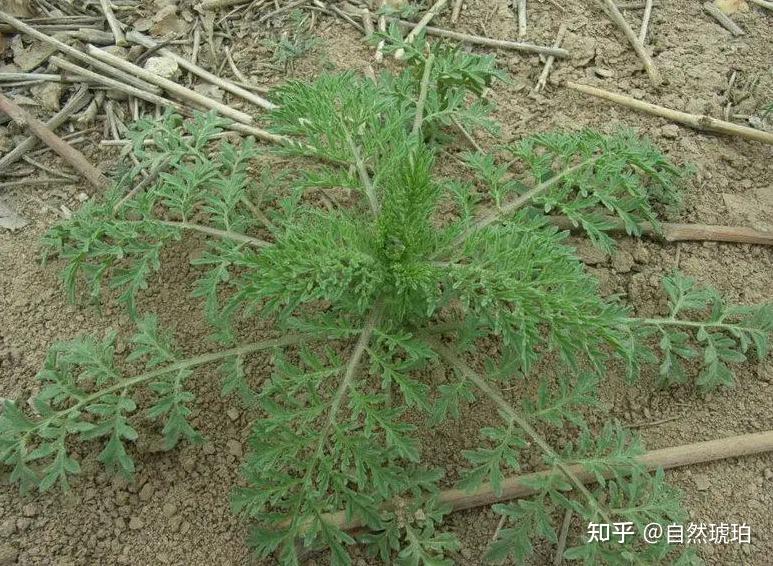 别名:大蒜芥,米米蒿,麦蒿,播娘蒿属一年生草本植物,农田恶性杂草.