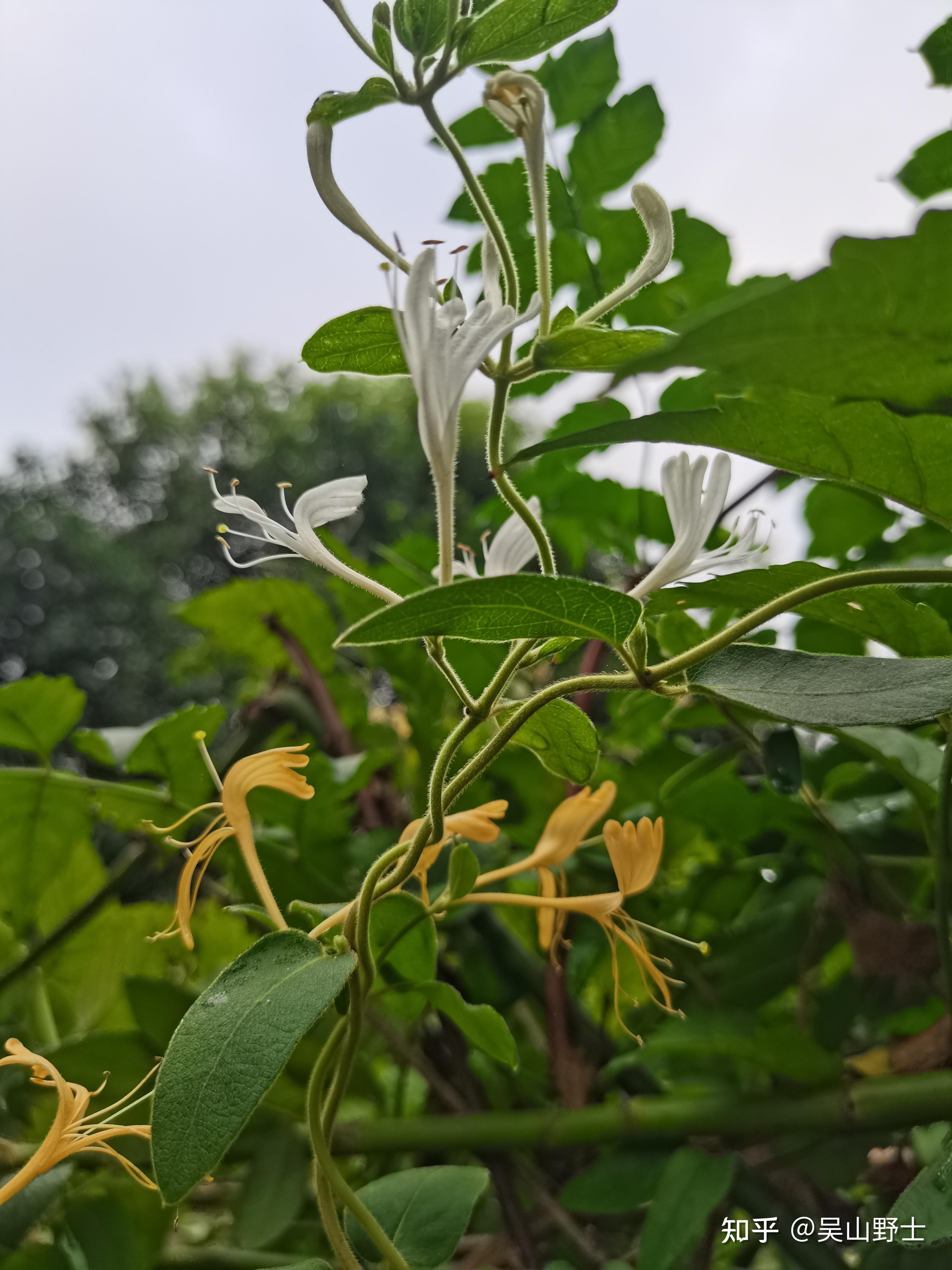 金銀花的別名忍冬,金銀藤,銀藤,二色花藤,二寶藤,右轉藤,子風藤,鴛鴦