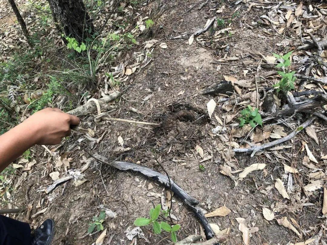 深圳梧桐山遭野猪夹夹伤看着都疼