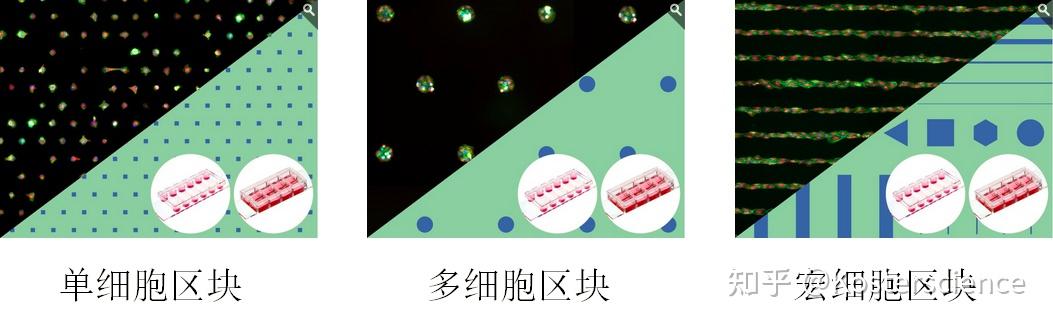 ibidi µ-Pattern 区块载玻片上的细胞贴壁： 参数与优化 - 知乎