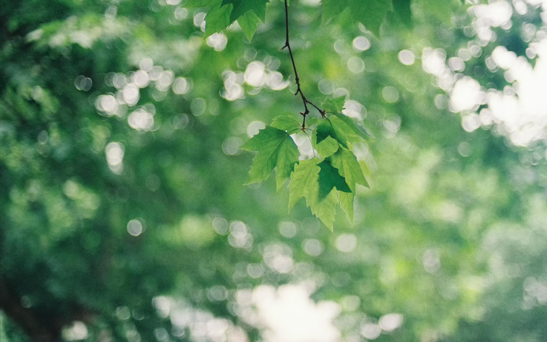 有哪些优雅的windows10壁纸