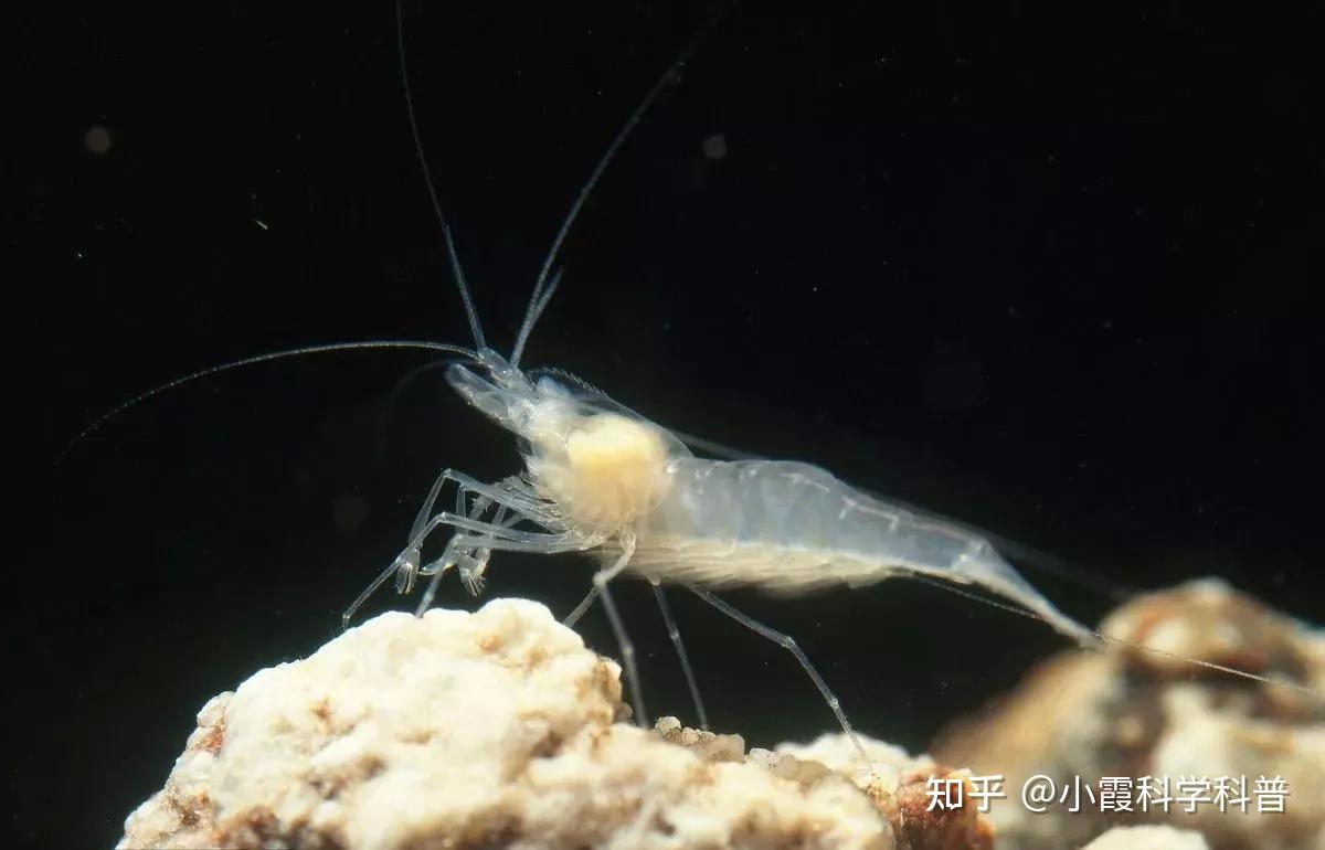 世界上最耐热的虾常年生活在火山泉中这玩意怎么能煮熟呢