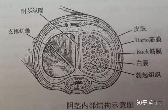 也许你的勃起功能障碍还伴随了阴茎硬结症