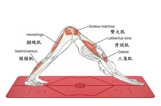 下犬式的練習禁忌血壓異常或患有眩暈病的人,在練這個動作時要小心