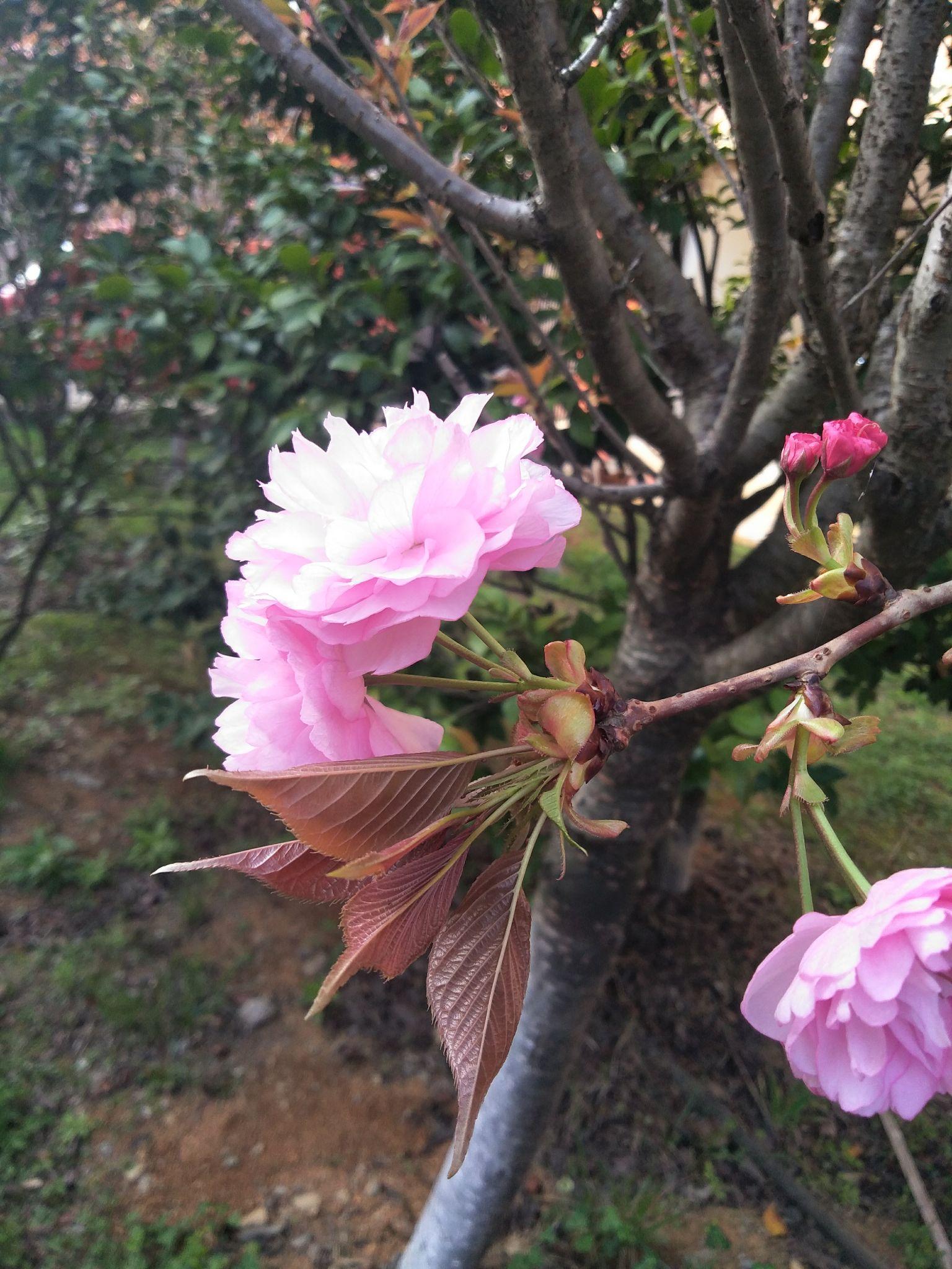 什么东西开花不结果 v2-349569914d50cfcde96d85e181188775_r.jpg