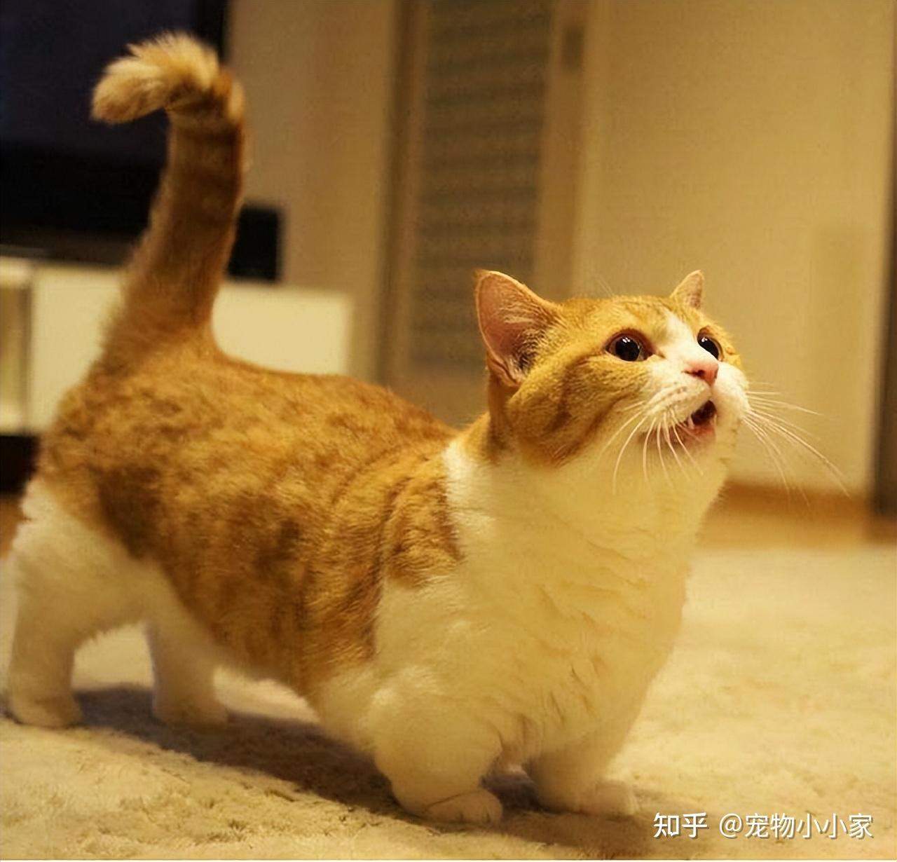 曼基康矮脚猫腿短说不上是基因缺陷,但是部分矮脚猫是扁平胸,扁平胸