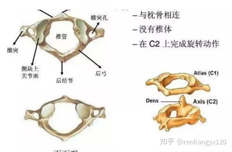 頸椎解剖全解及頸椎病全面解析