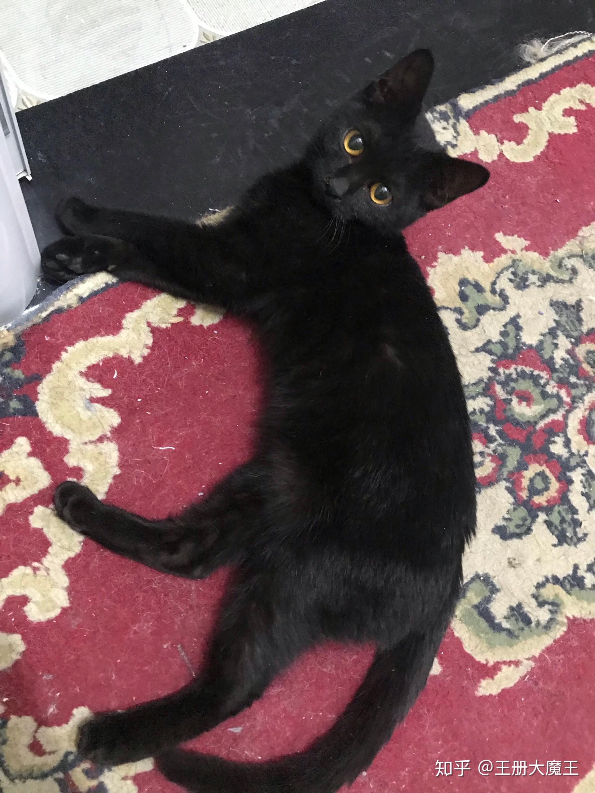 这个是黑色的孟买猫吗