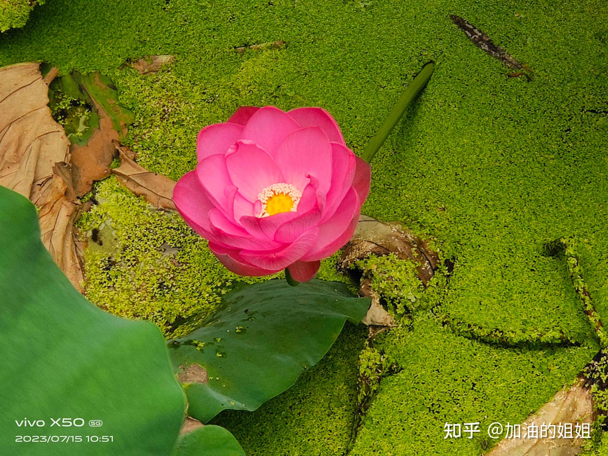 眼里有光生活才会有光 知乎