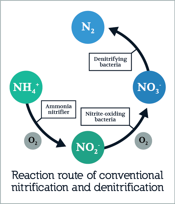 nitrogen-cycle-definition-steps-importance-with-diagram