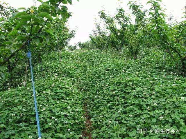 品种最好的草种 v2-34aa526bfaa043134c16608f67b9cd64_r.jpg