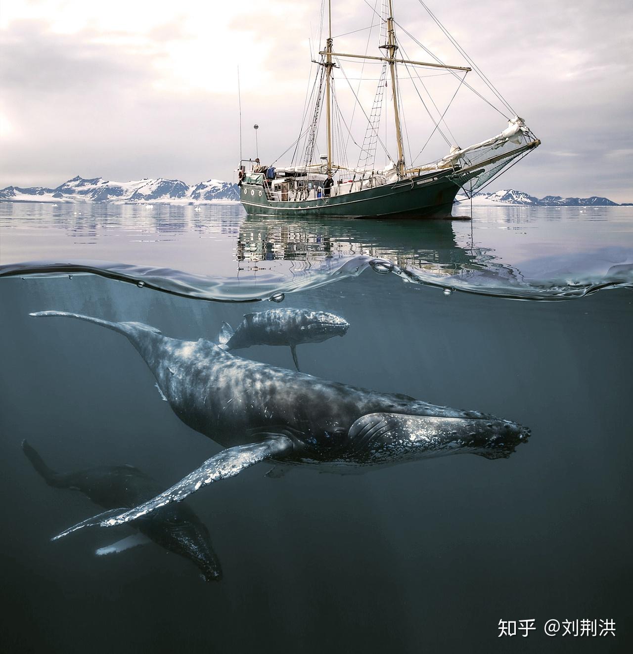神奇的鲸鱼- 知乎