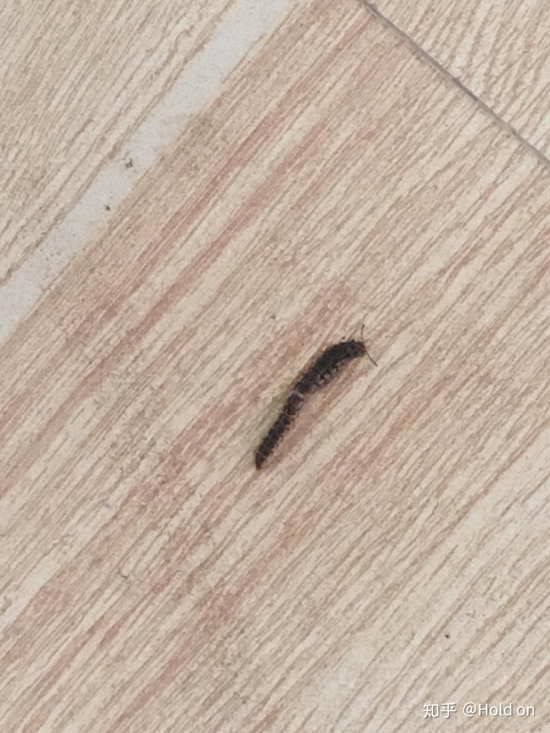 黑色会飞的虫子（有图片),请告诉我这个是什么虫子，我经常被咬起很多、很痒的红色包。怀疑是它。_百度知道