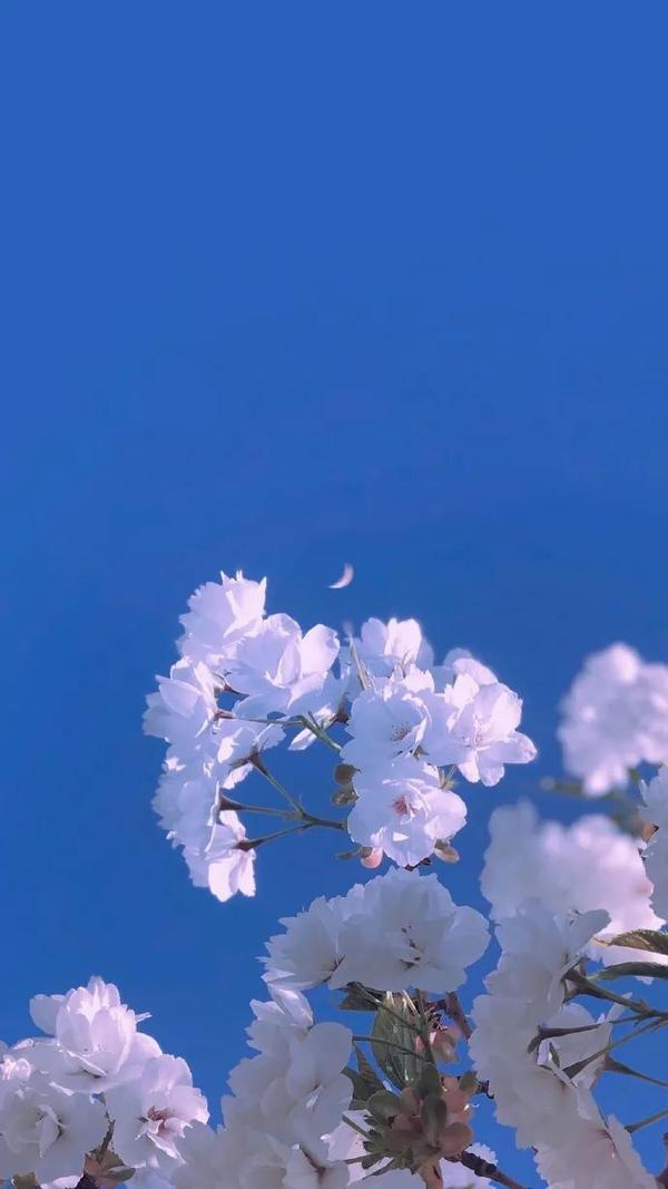 壁纸精选 唯美花束高清壁纸 知乎