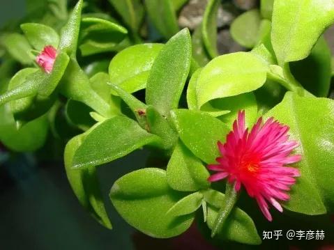 绝好的阳台植物 花蔓草食用 Urpimp网
