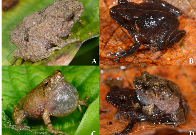 好消息云南两地发现2个灌树蛙新种