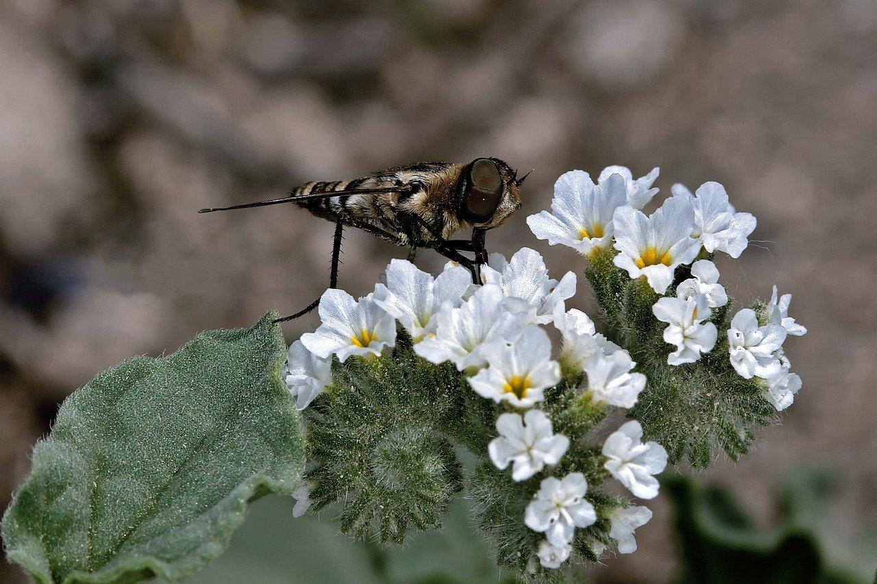 4. 草莓授粉方法