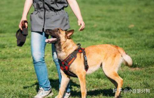 受人狂热追捧的“马犬”,真的值得养吗? - 知乎