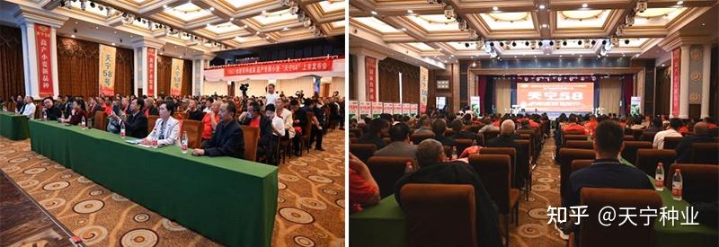天宁种业:酒粮新秀天宁58,为酿酒而生 - 知乎