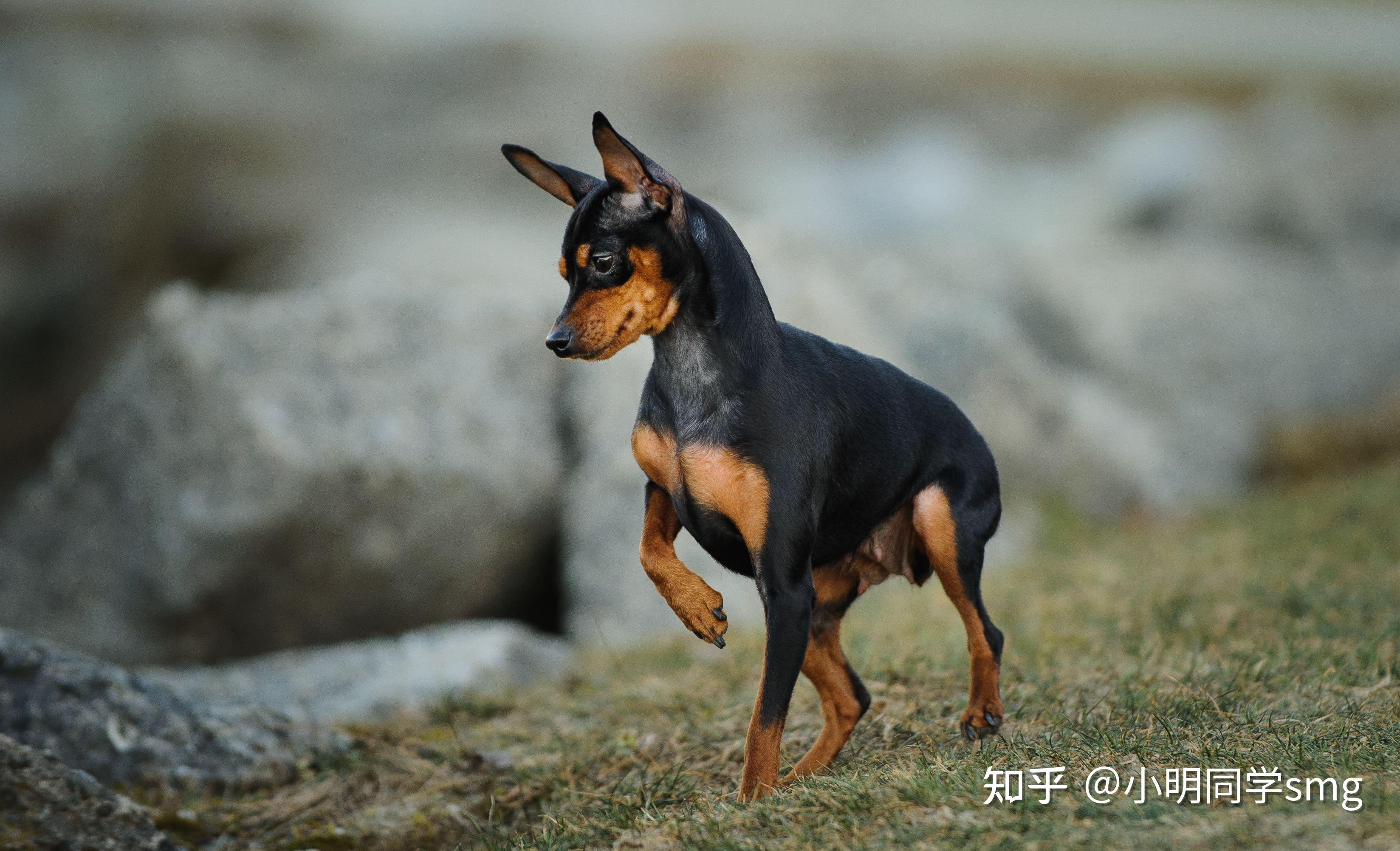 尾巴短的狗是什么种类?