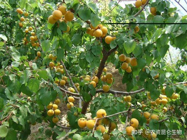 种植杏树怎么管理开花座果率高?杏树壮苗促长叶面肥哪种好 - 知乎