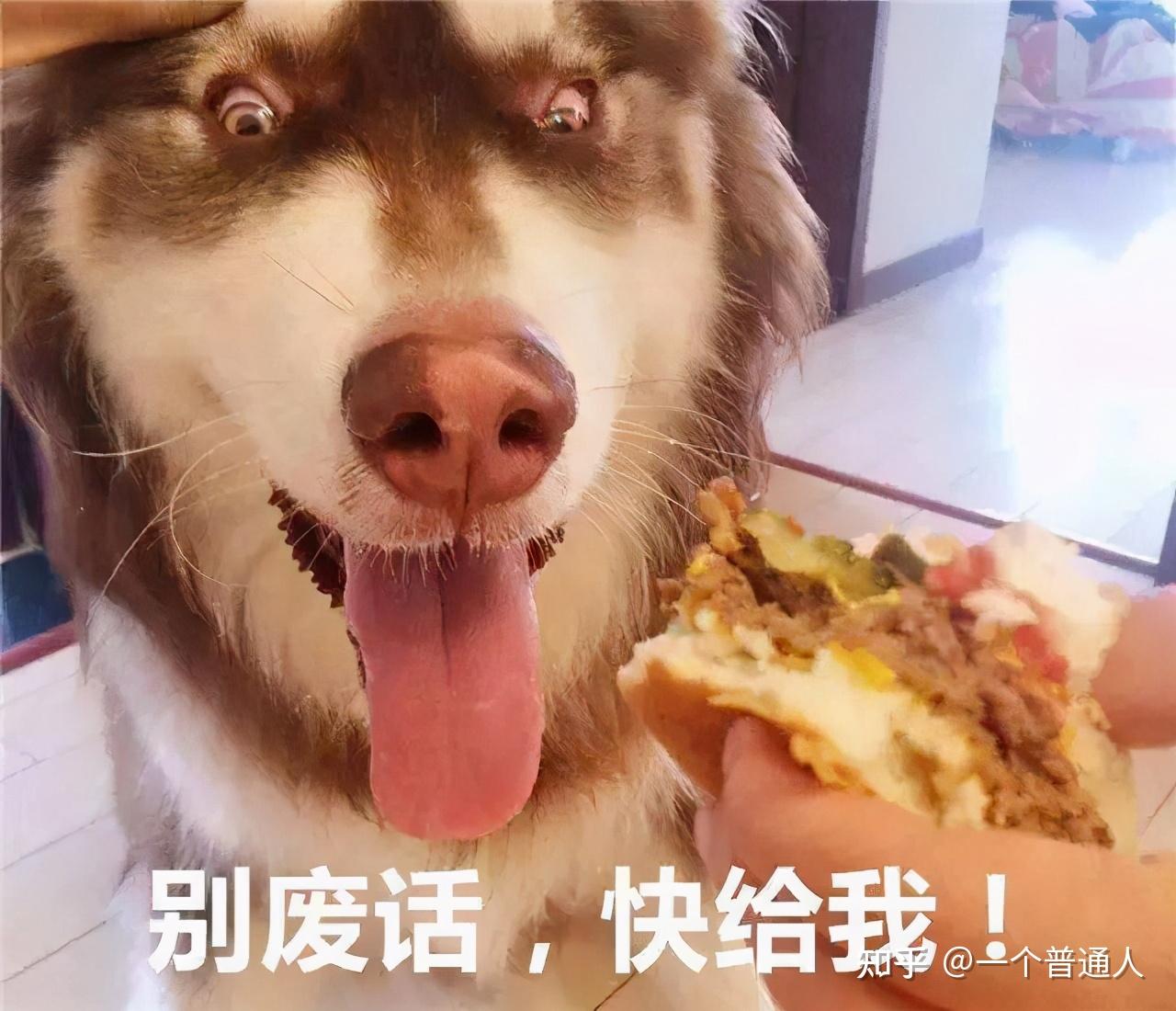 4,阿拉斯加犬