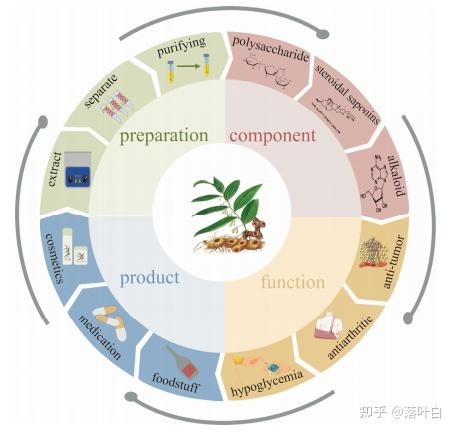 黄精多糖的制备方法、结构特性、药理活性及其在食品及相关领域的应用 - 知乎