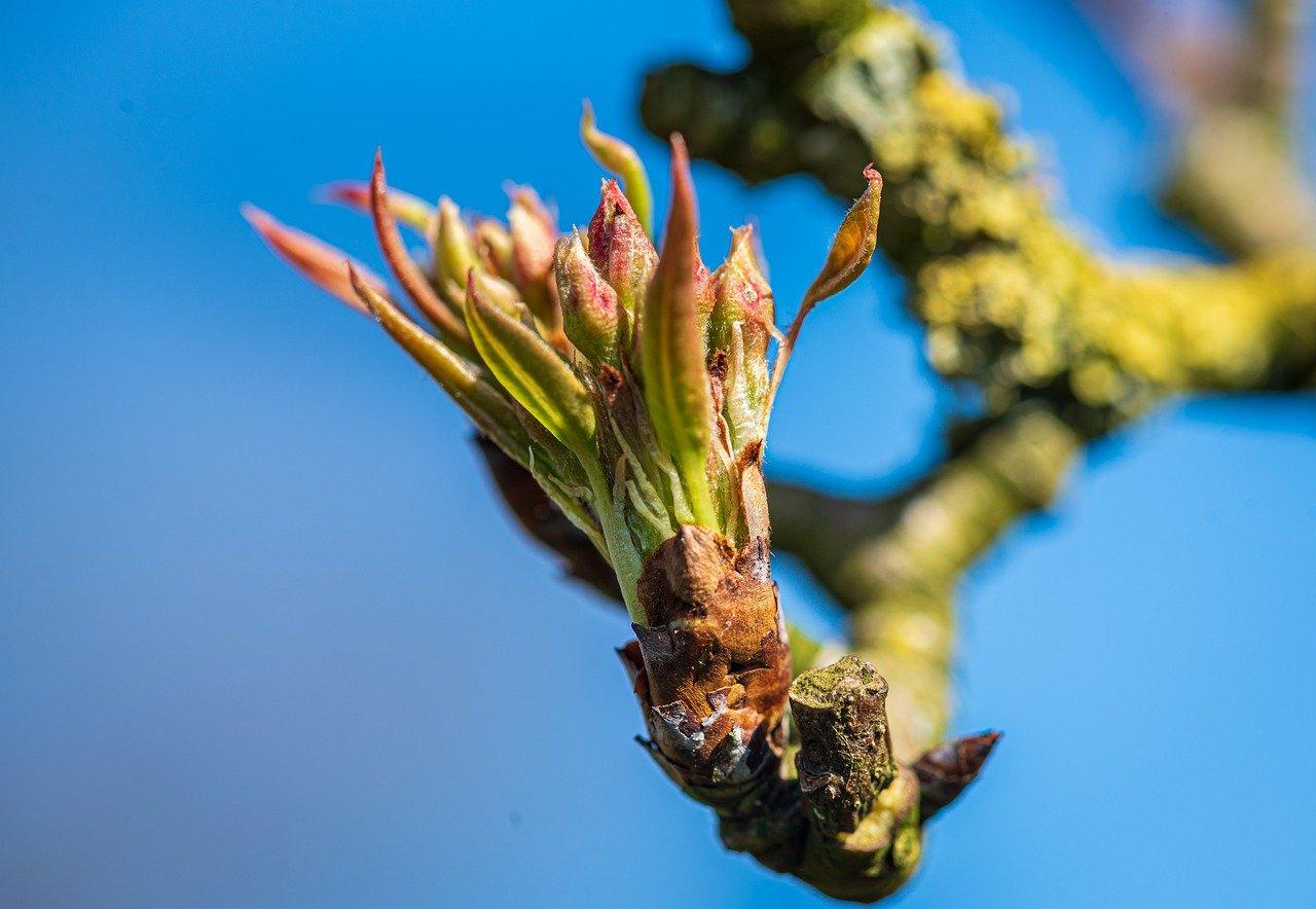 2. 香树芽拌豆腐