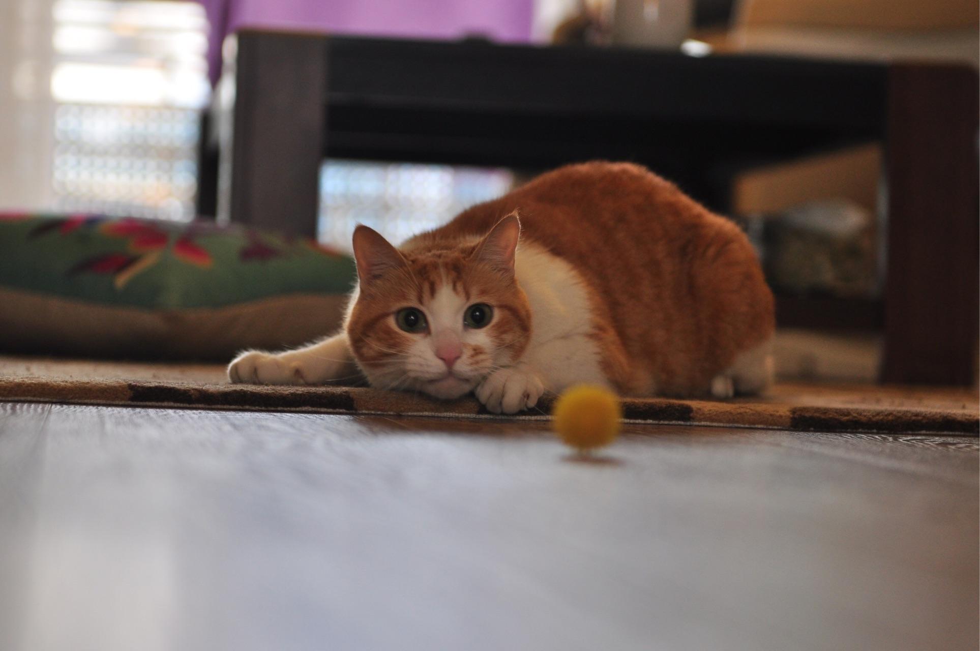 养一只蠢猫是什么体验