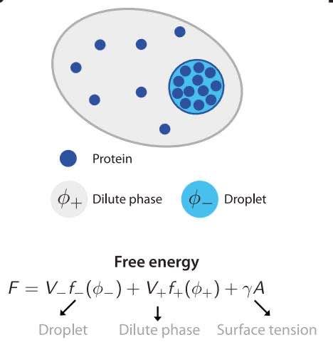 Science | 相分离降低细胞中的“噪音” - 知乎
