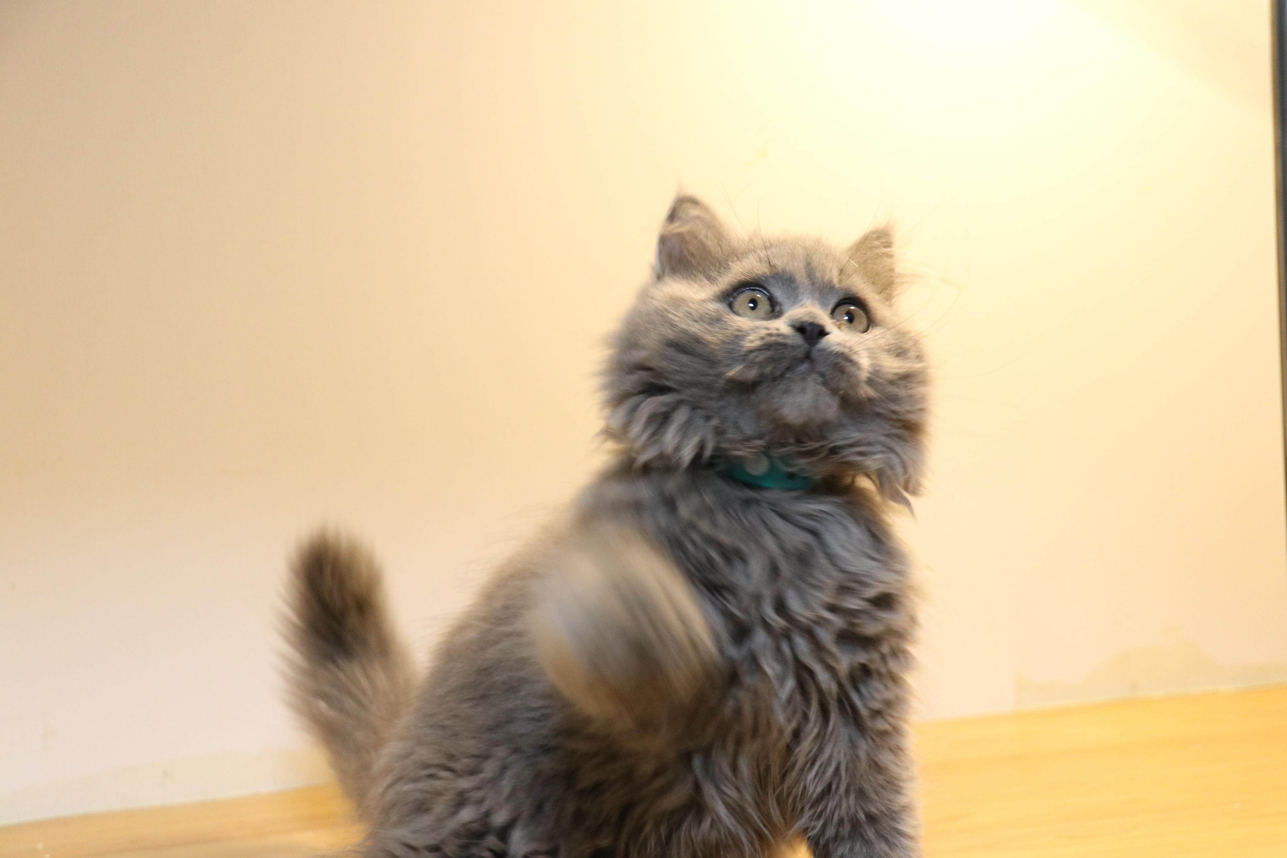 英短蓝猫长毛英长英国短毛猫