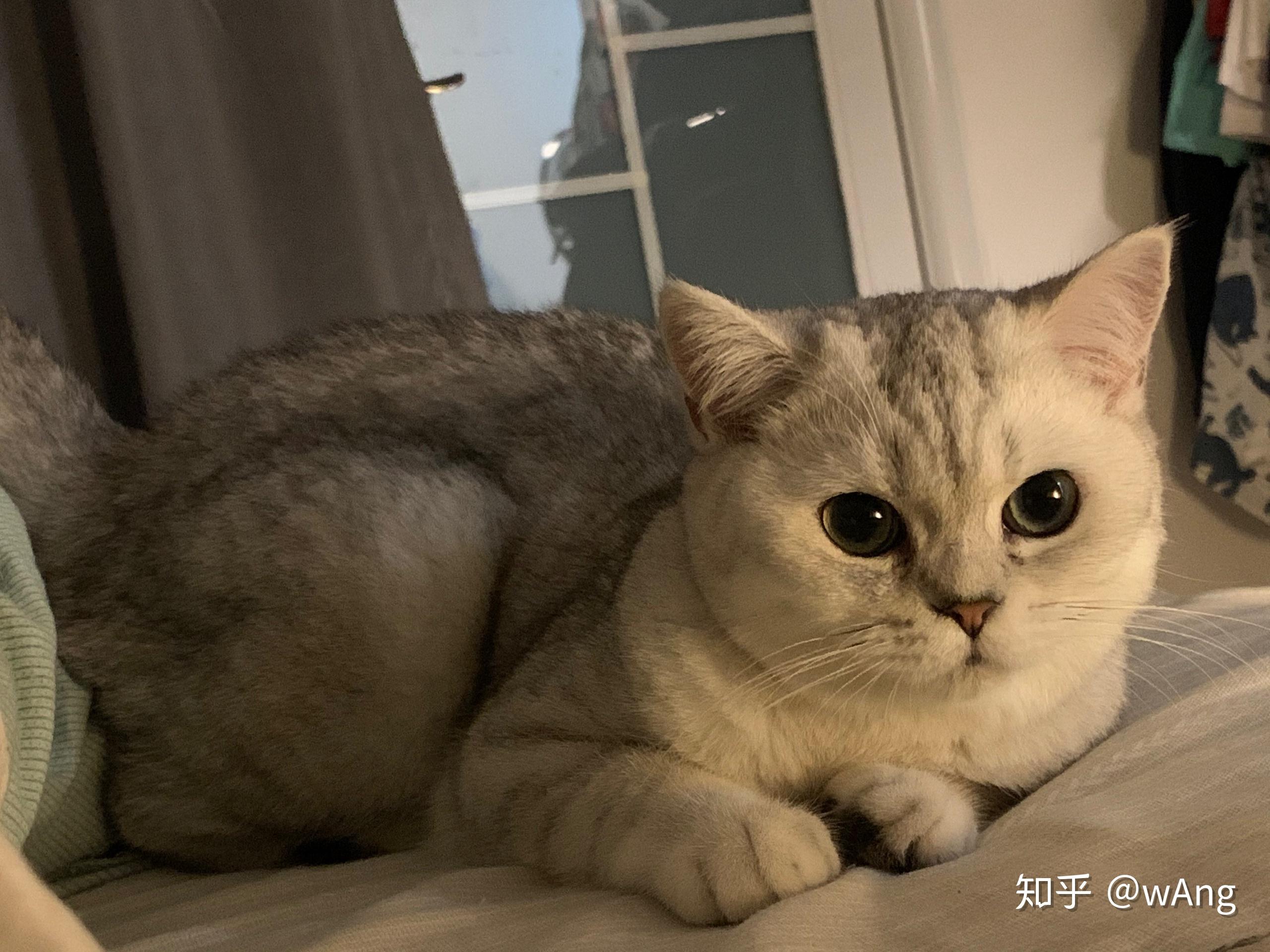 麻烦大家帮我看一下这只银渐层的品相我1800买的