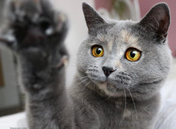 吸猫大会英短玳瑁猫nala