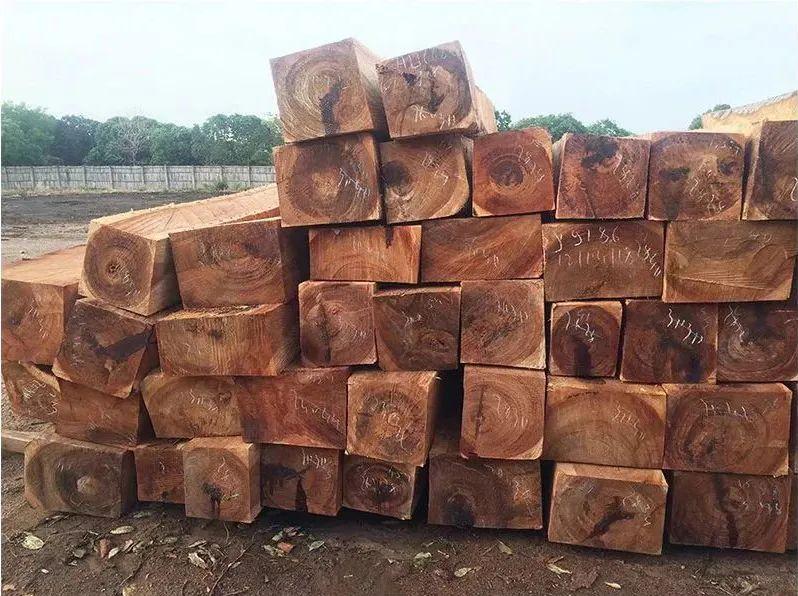 揭开非洲原始森林里西非苏木神秘高贵的面纱