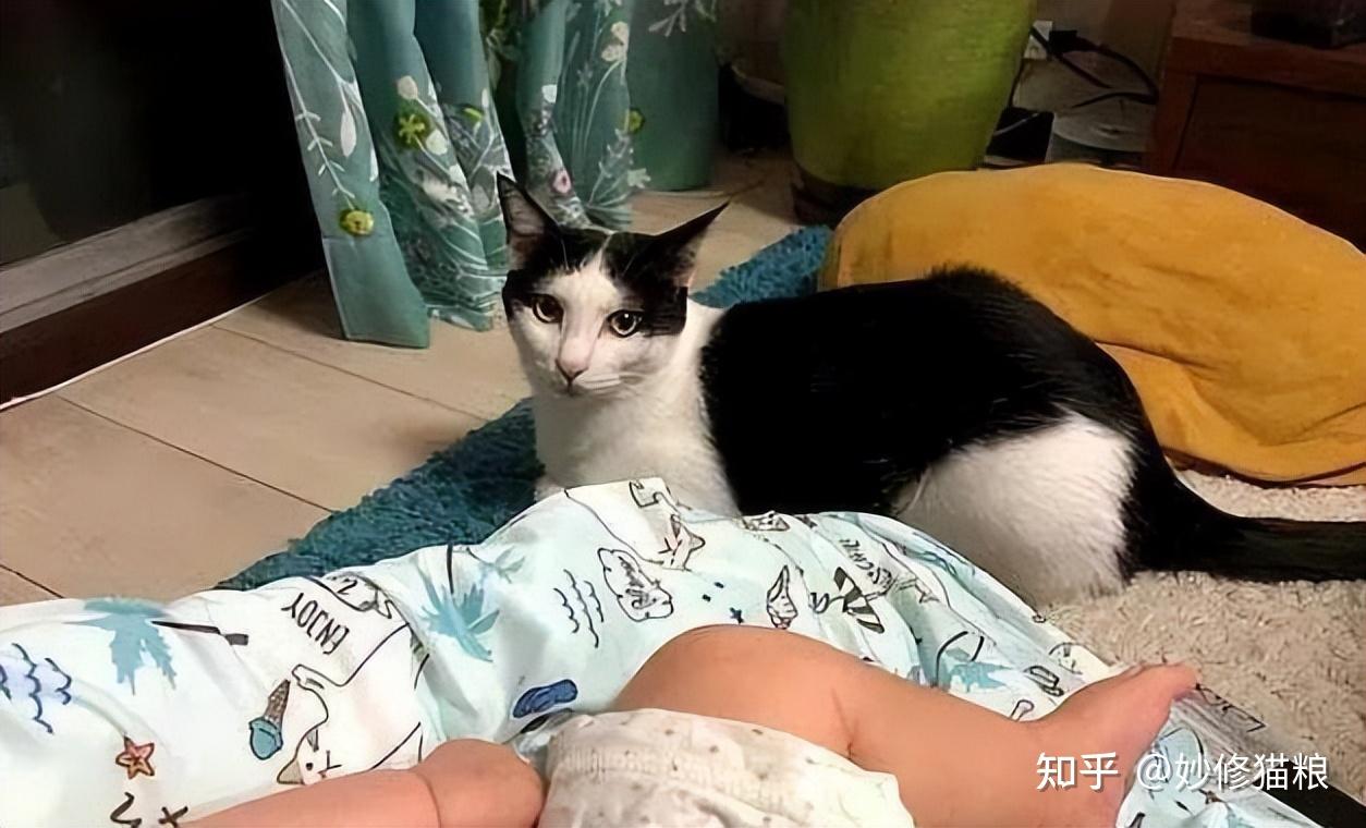 科普:养猫对人有这10个好处,难怪那么多人喜欢养猫 - 知乎