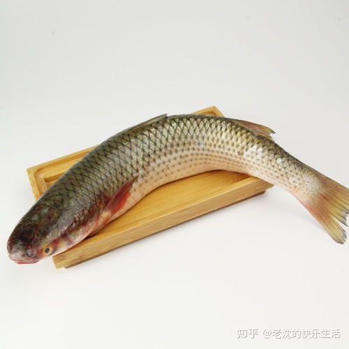 青岛2021 新年开捕首批「梭鱼」捕获量一网达 500 斤,仅卖 5 元一斤