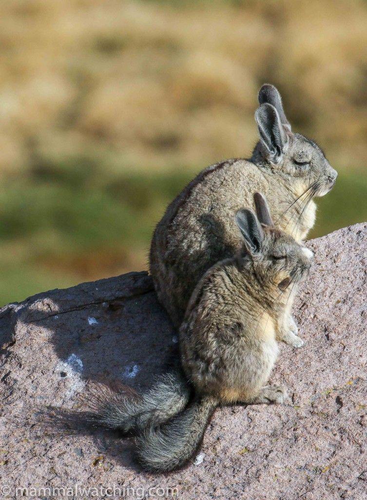 伊犁鼠兔为什么叫鼠兔而不叫兔鼠? - 知乎