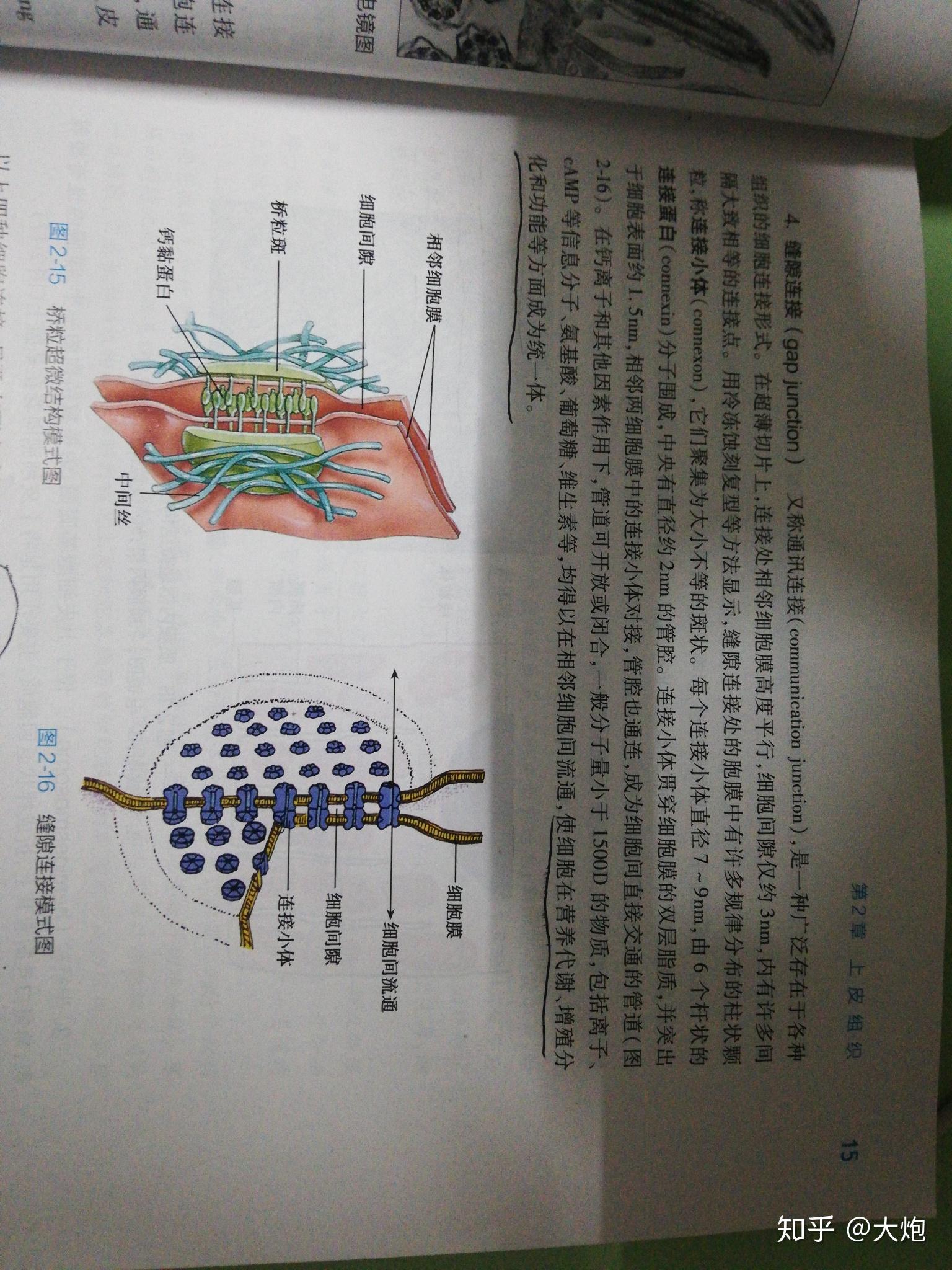 请问胞间连丝化学本质是什么? - 知乎